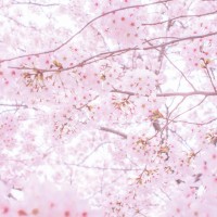 桜のトンネルを駆け巡る！「第1回 ひかリノベ桜リレーマラソン」