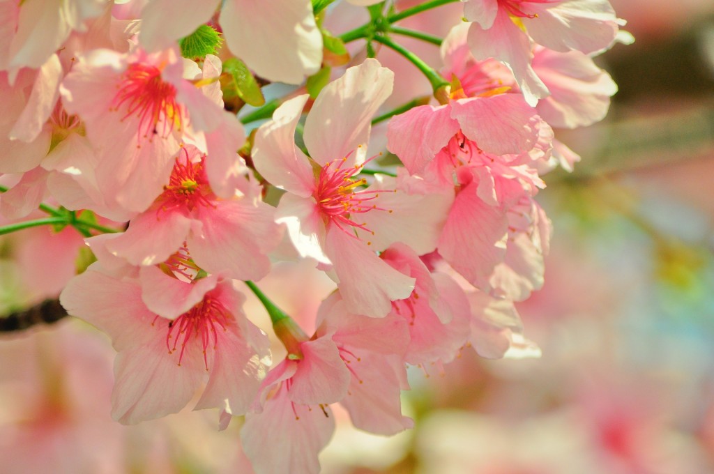 cherry-blossoms-713951_1920