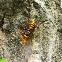 トレイルランニングにおけるスズメバチ対策
