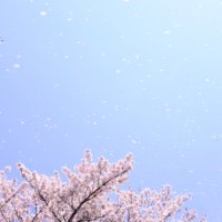あおもり桜マラソン大会情報【天候・完走率・口コミ・評価・関門・コース】